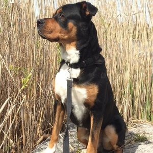 Meet your Posher, Anthony